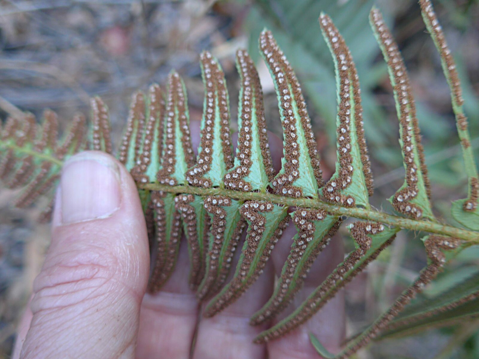 High Resolution Polystichum imbricans Fruit